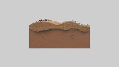 3D model Anthill Model 1 VR / AR / low-poly