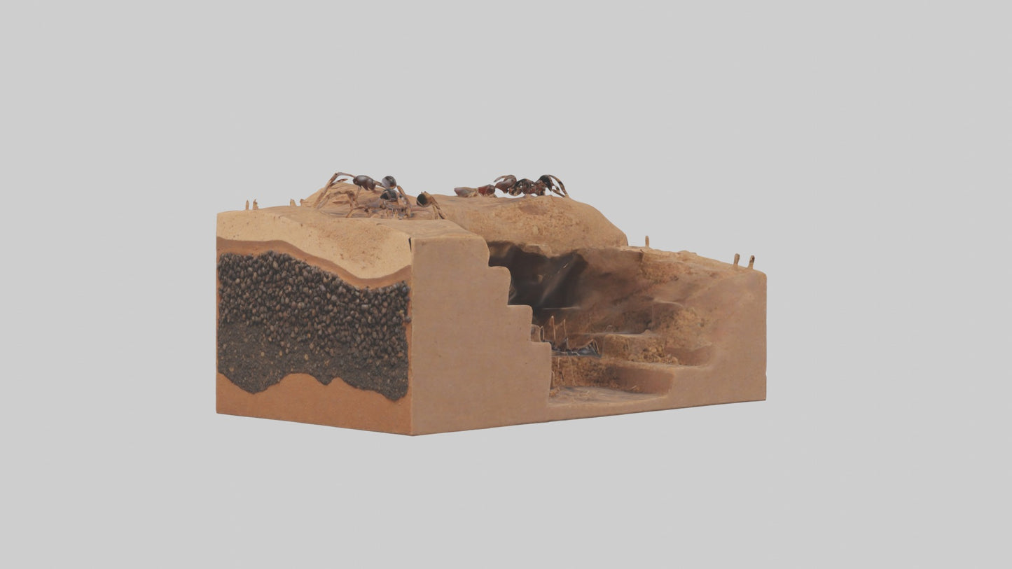 3D model Anthill Model 1 VR / AR / low-poly
