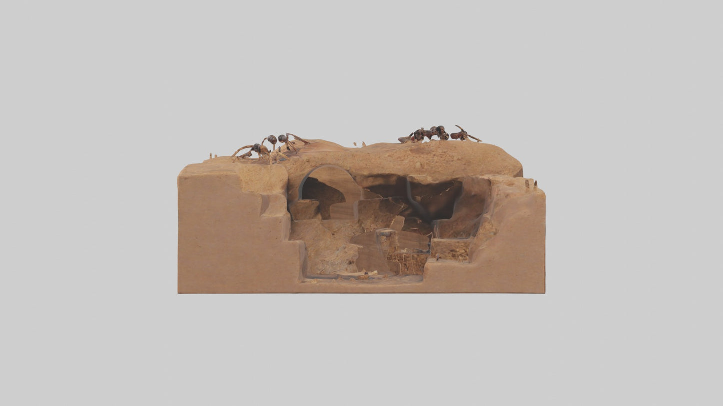3D model Anthill Model 1 VR / AR / low-poly