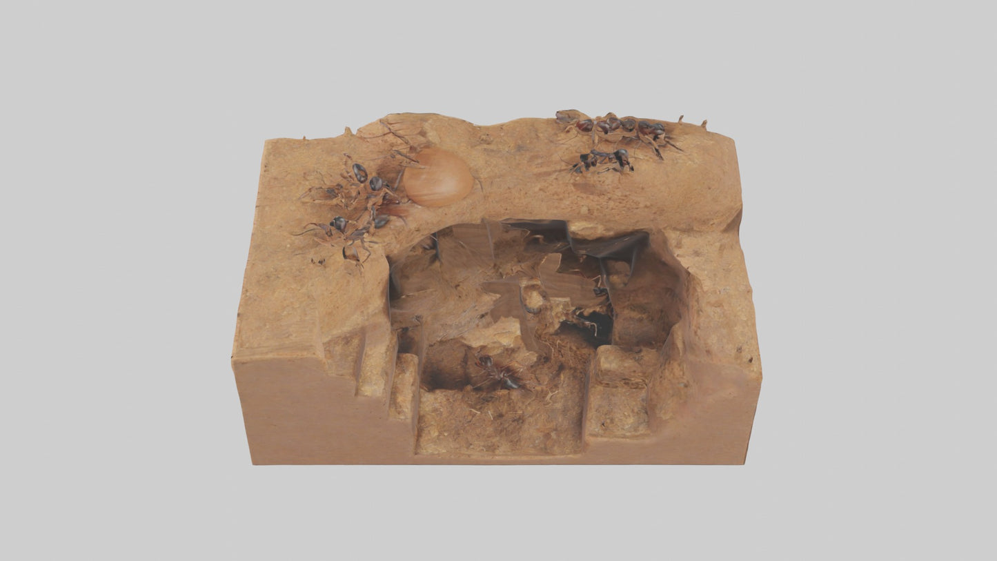 3D model Anthill Model 1 VR / AR / low-poly