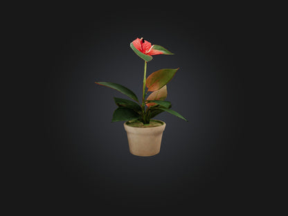 3D model Anthurium Model VR / AR / low-poly