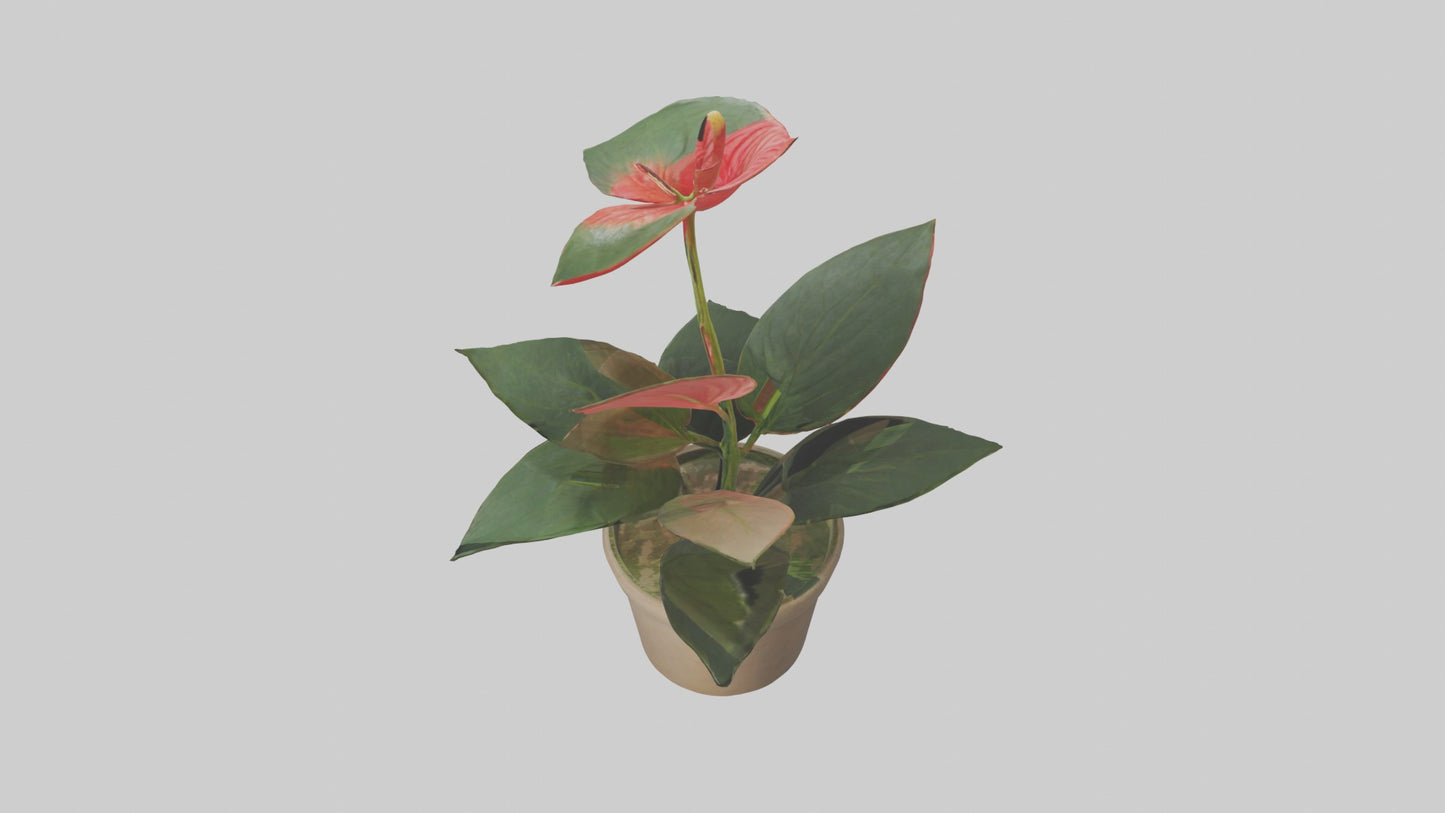 3D model Anthurium Model VR / AR / low-poly