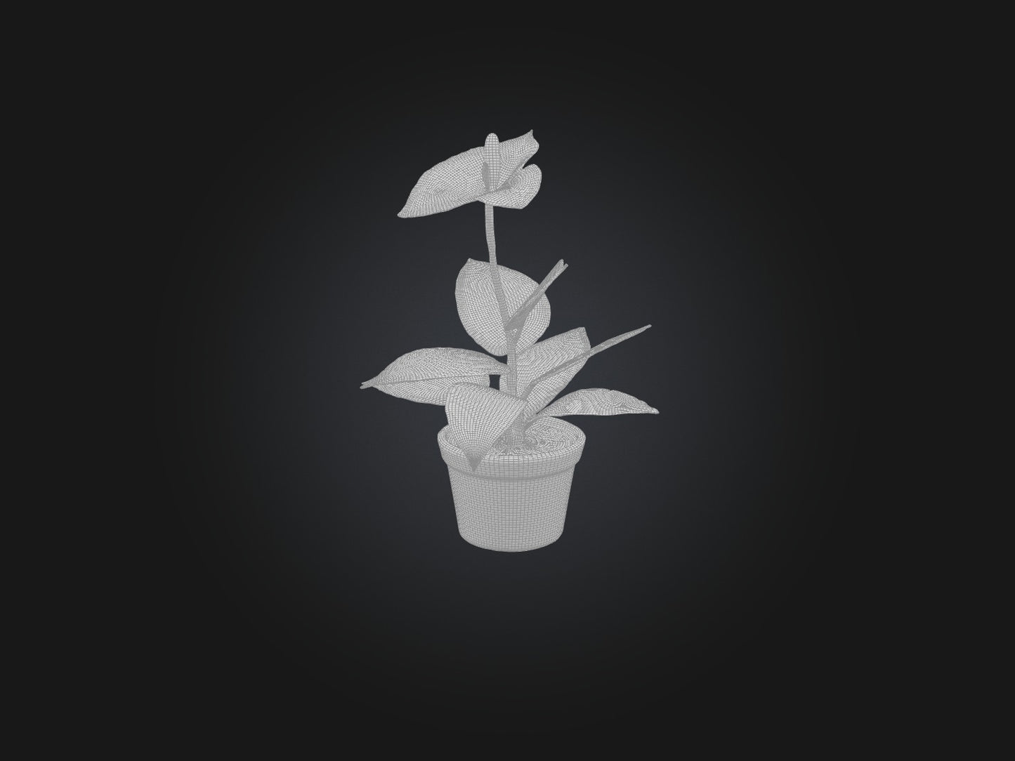 3D model Anthurium Model VR / AR / low-poly