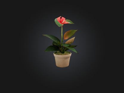 3D model Anthurium Model VR / AR / low-poly