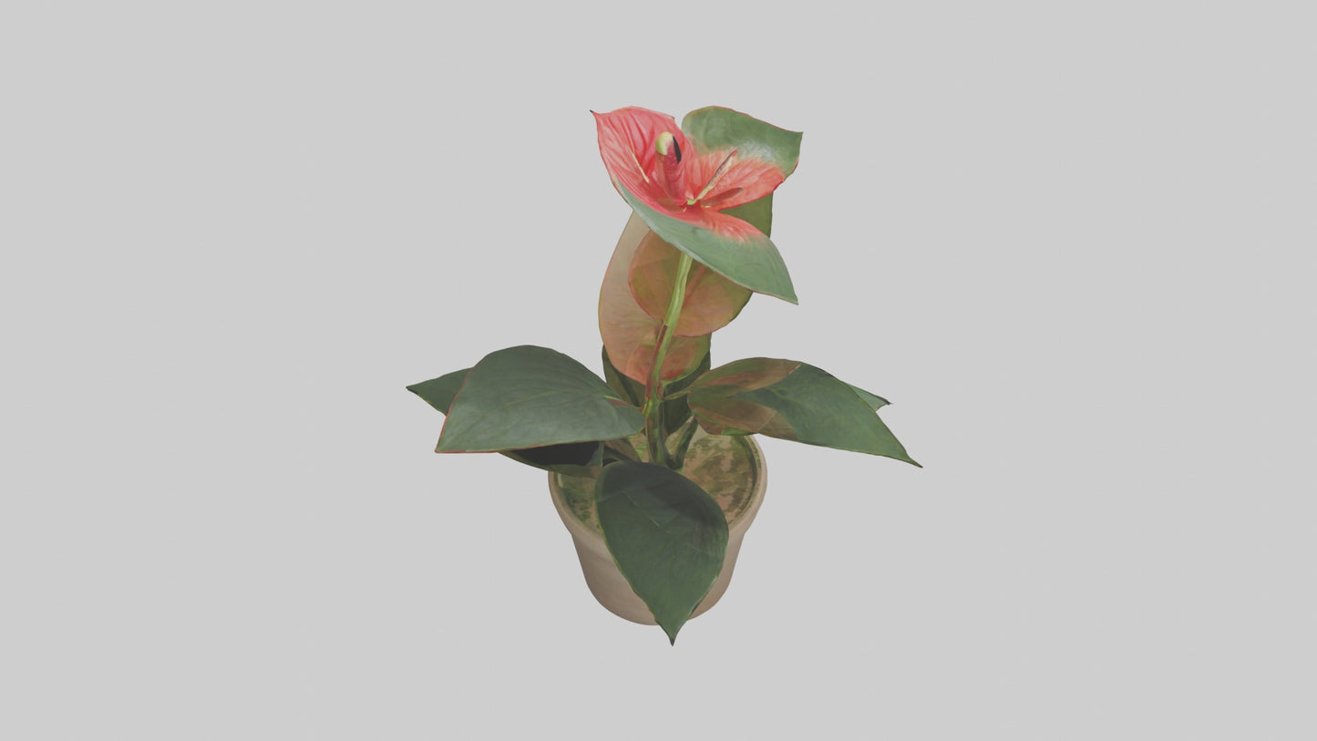3D model Anthurium Model VR / AR / low-poly