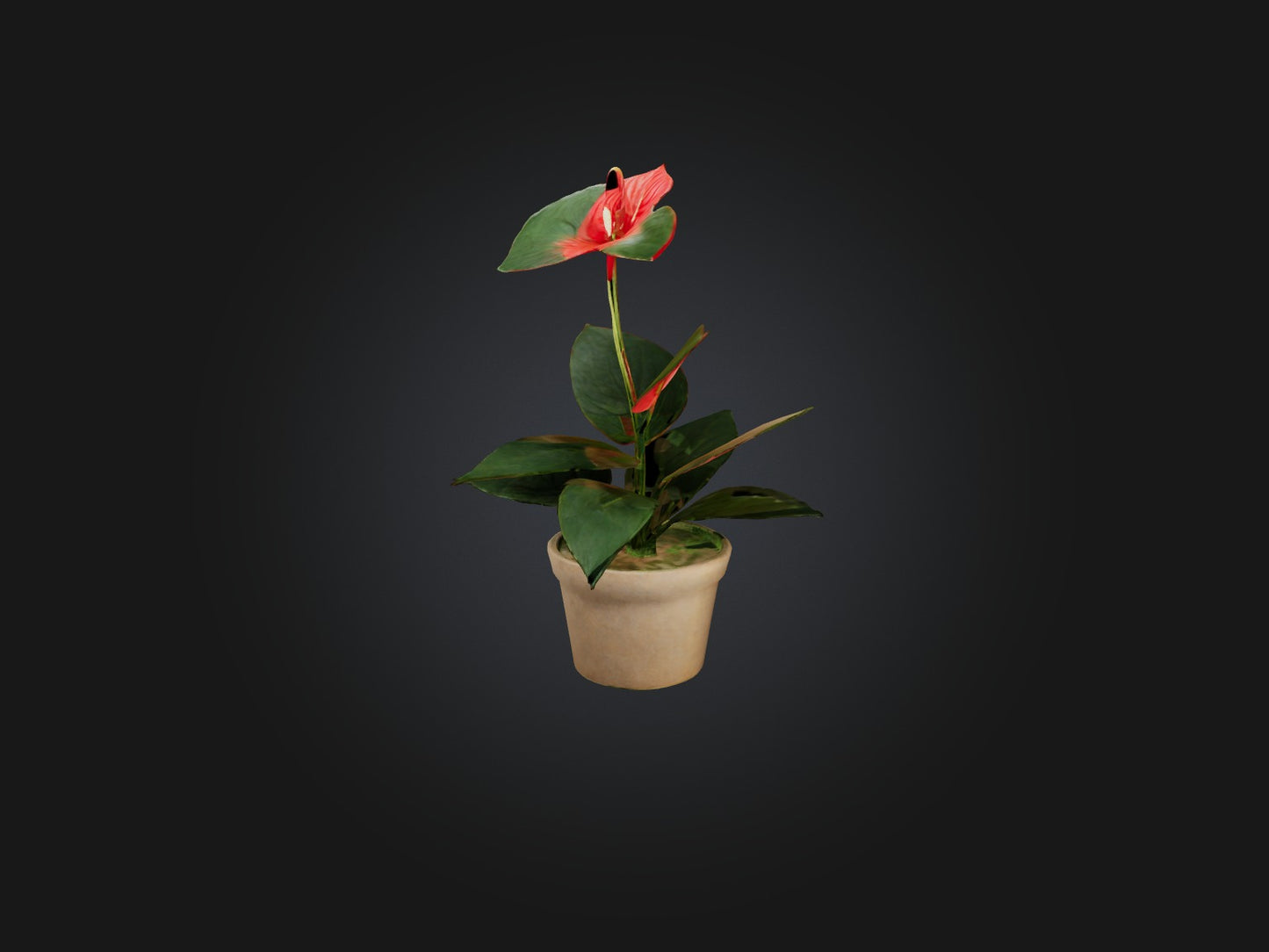3D model Anthurium Model VR / AR / low-poly