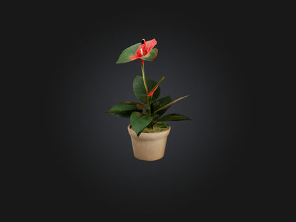 3D model Anthurium Model VR / AR / low-poly