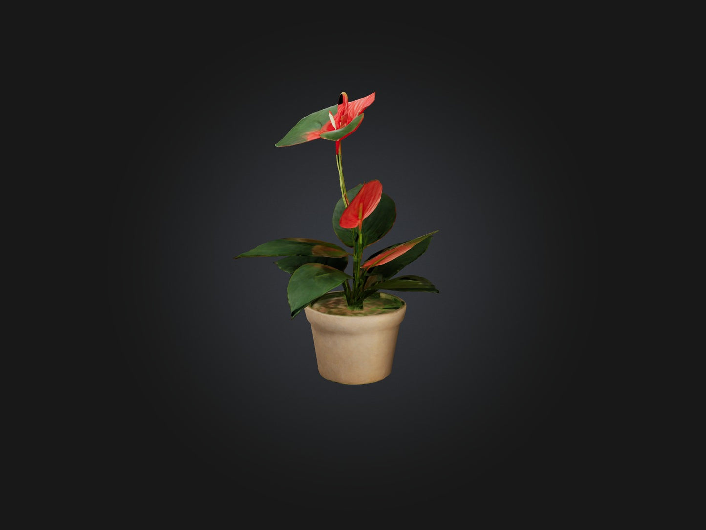 3D model Anthurium Model VR / AR / low-poly