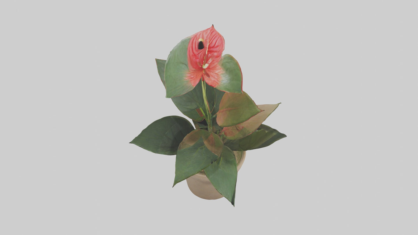 3D model Anthurium Model VR / AR / low-poly