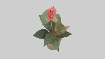 3D model Anthurium Model VR / AR / low-poly