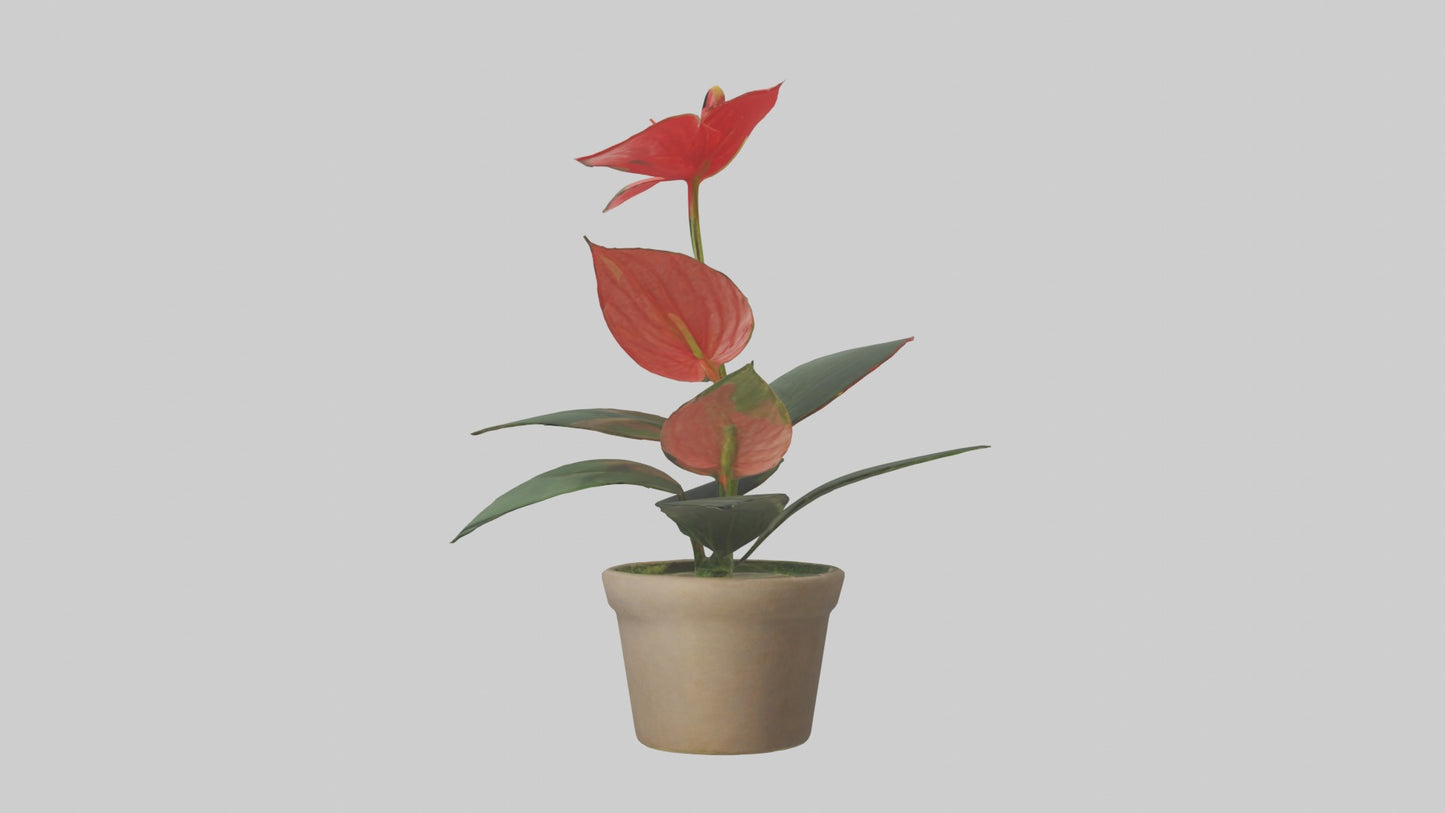 3D model Anthurium Model VR / AR / low-poly