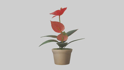 3D model Anthurium Model VR / AR / low-poly