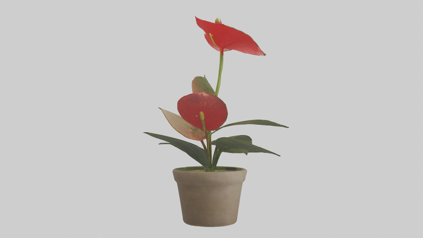 3D model Anthurium Model VR / AR / low-poly