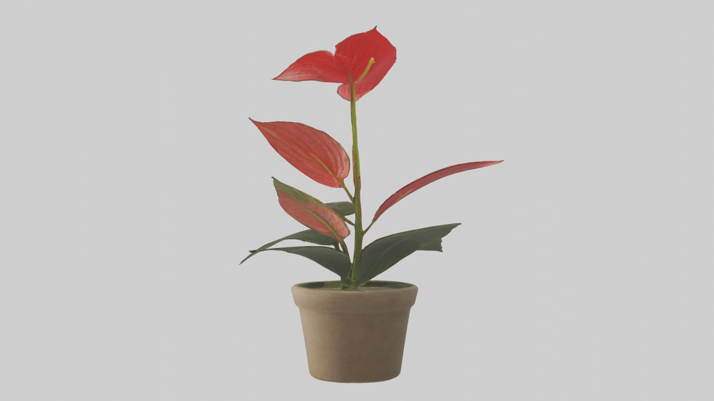 3D model Anthurium Model VR / AR / low-poly