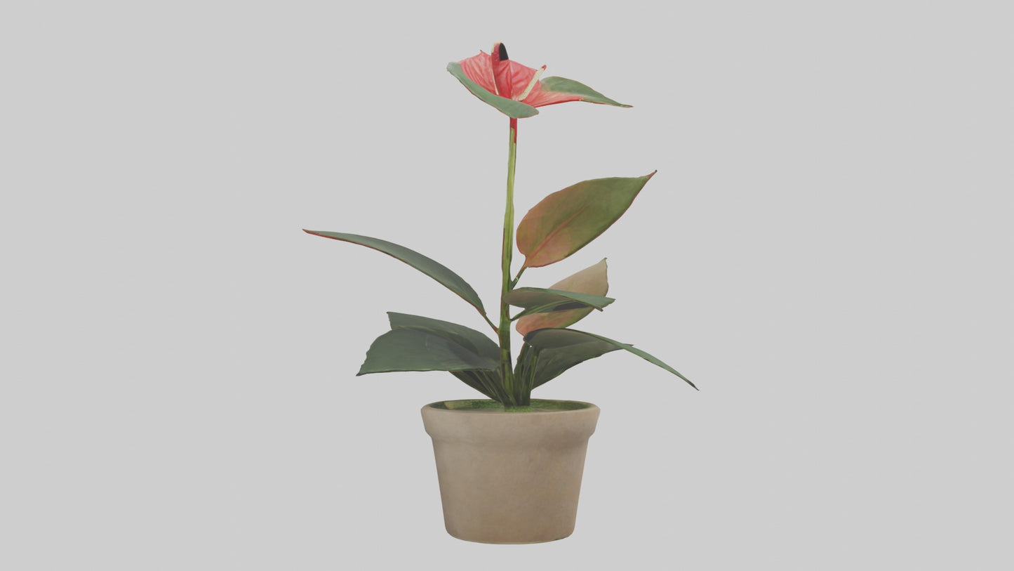 3D model Anthurium Model VR / AR / low-poly