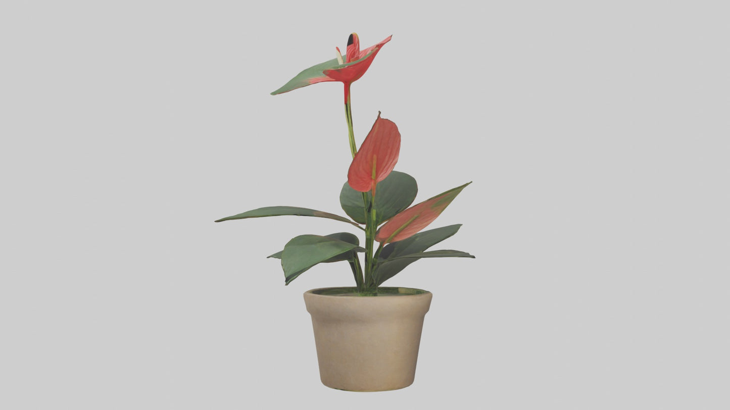 3D model Anthurium Model VR / AR / low-poly