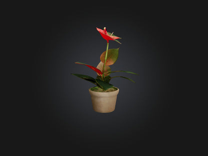 3D model Anthurium Model VR / AR / low-poly