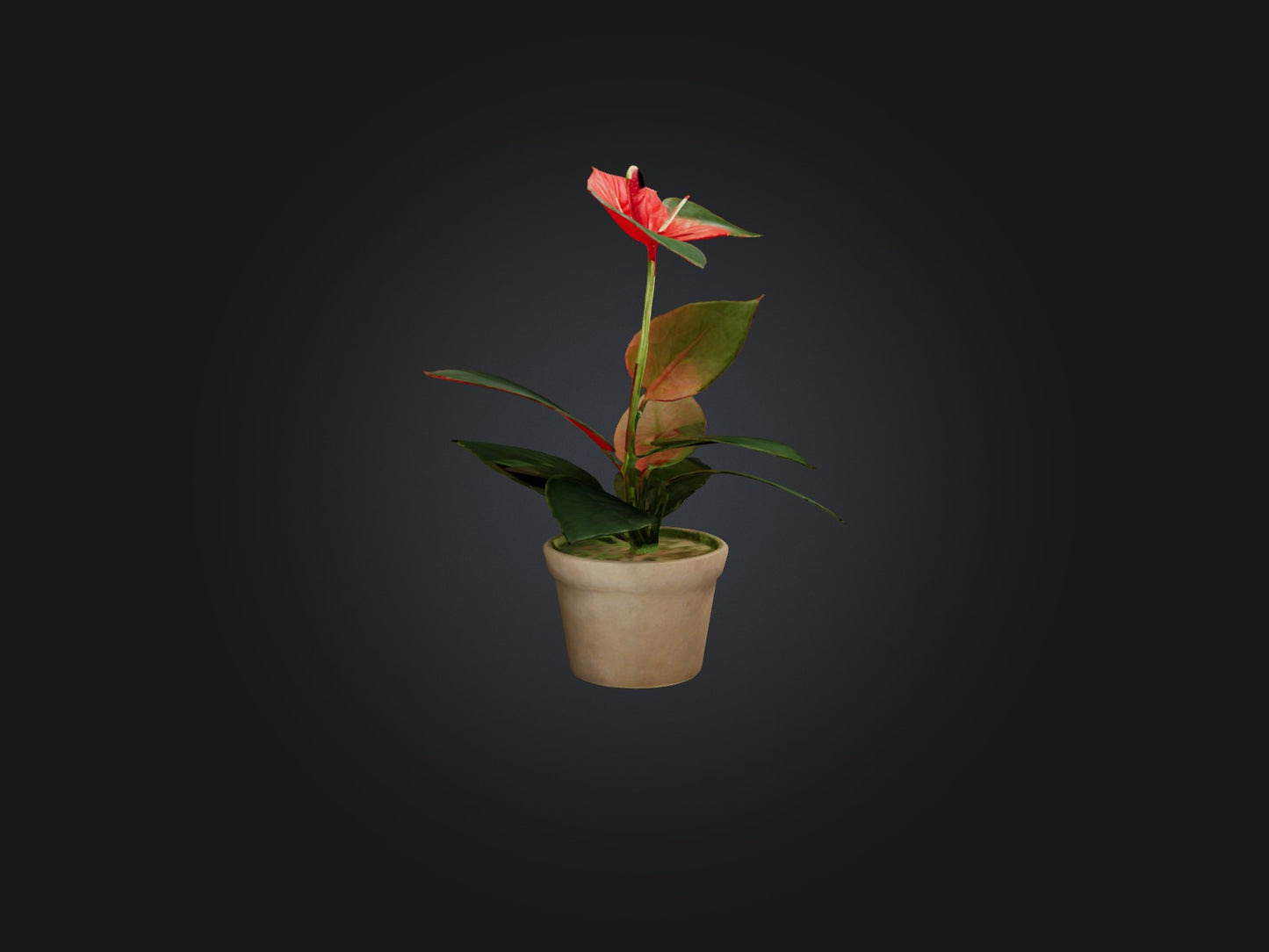 3D model Anthurium Model VR / AR / low-poly