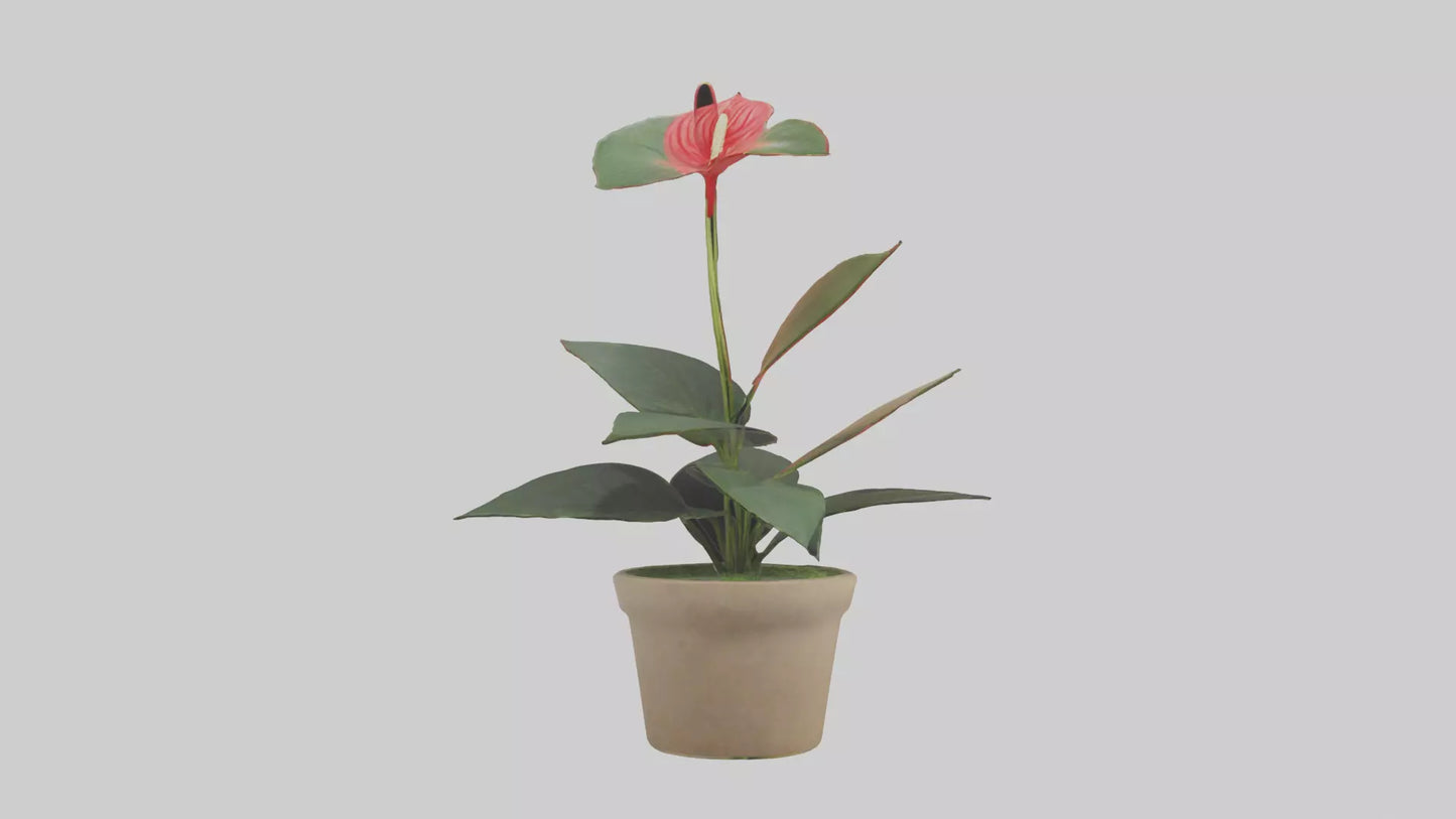 3D model Anthurium Model VR / AR / low-poly