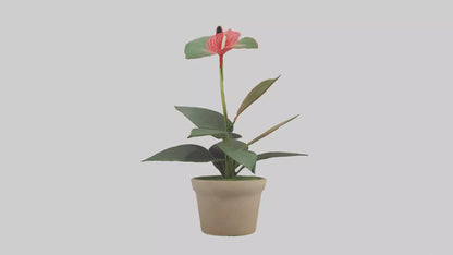 3D model Anthurium Model VR / AR / low-poly