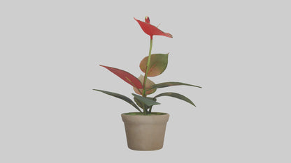 3D model Anthurium Model VR / AR / low-poly