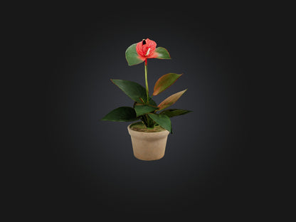 3D model Anthurium Model VR / AR / low-poly