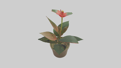 3D model Anthurium Model VR / AR / low-poly