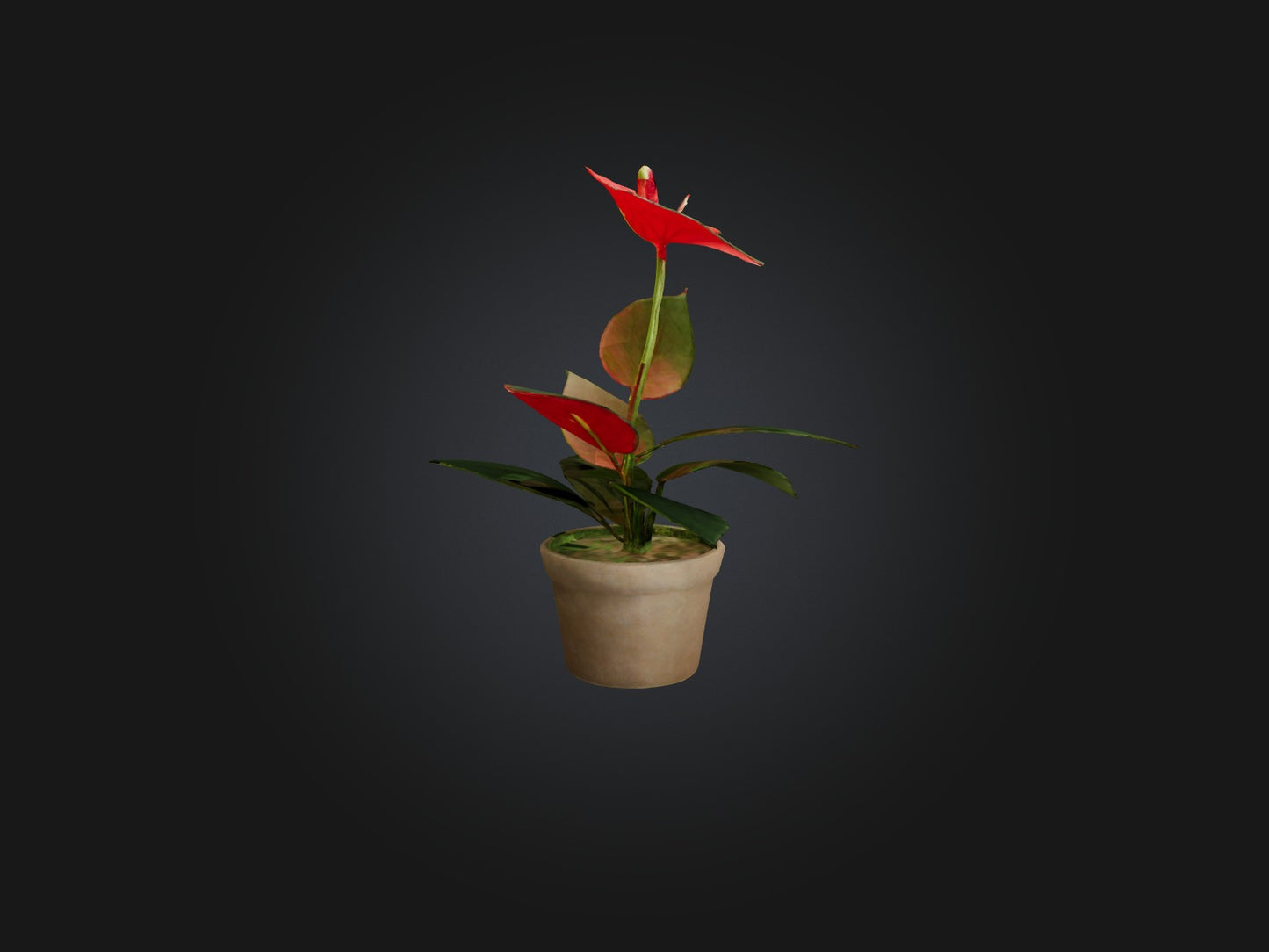 3D model Anthurium Model VR / AR / low-poly