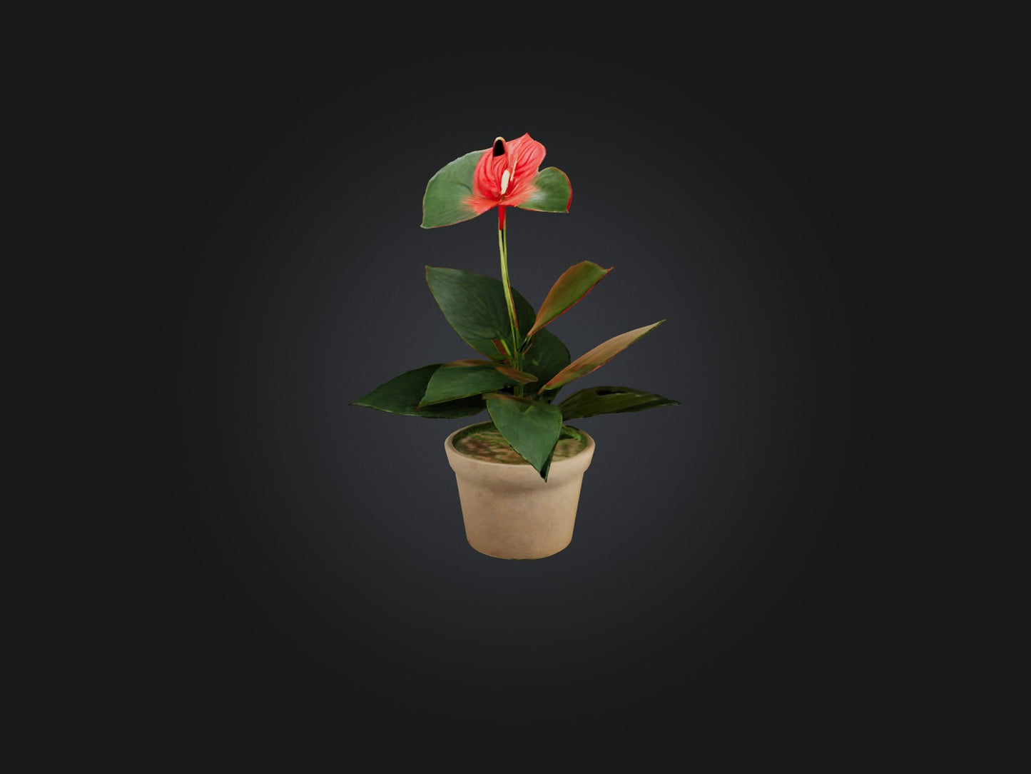 3D model Anthurium Model VR / AR / low-poly