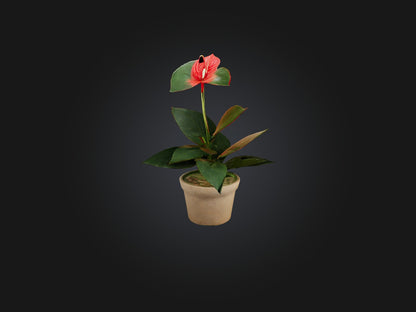 3D model Anthurium Model VR / AR / low-poly