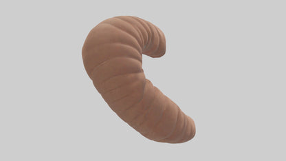 3D model Appendix Model 1 VR / AR / low-poly