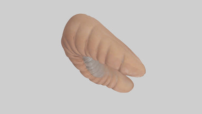 3D model Appendix Model 1 VR / AR / low-poly