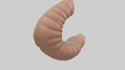 3D model Appendix Model 1 VR / AR / low-poly