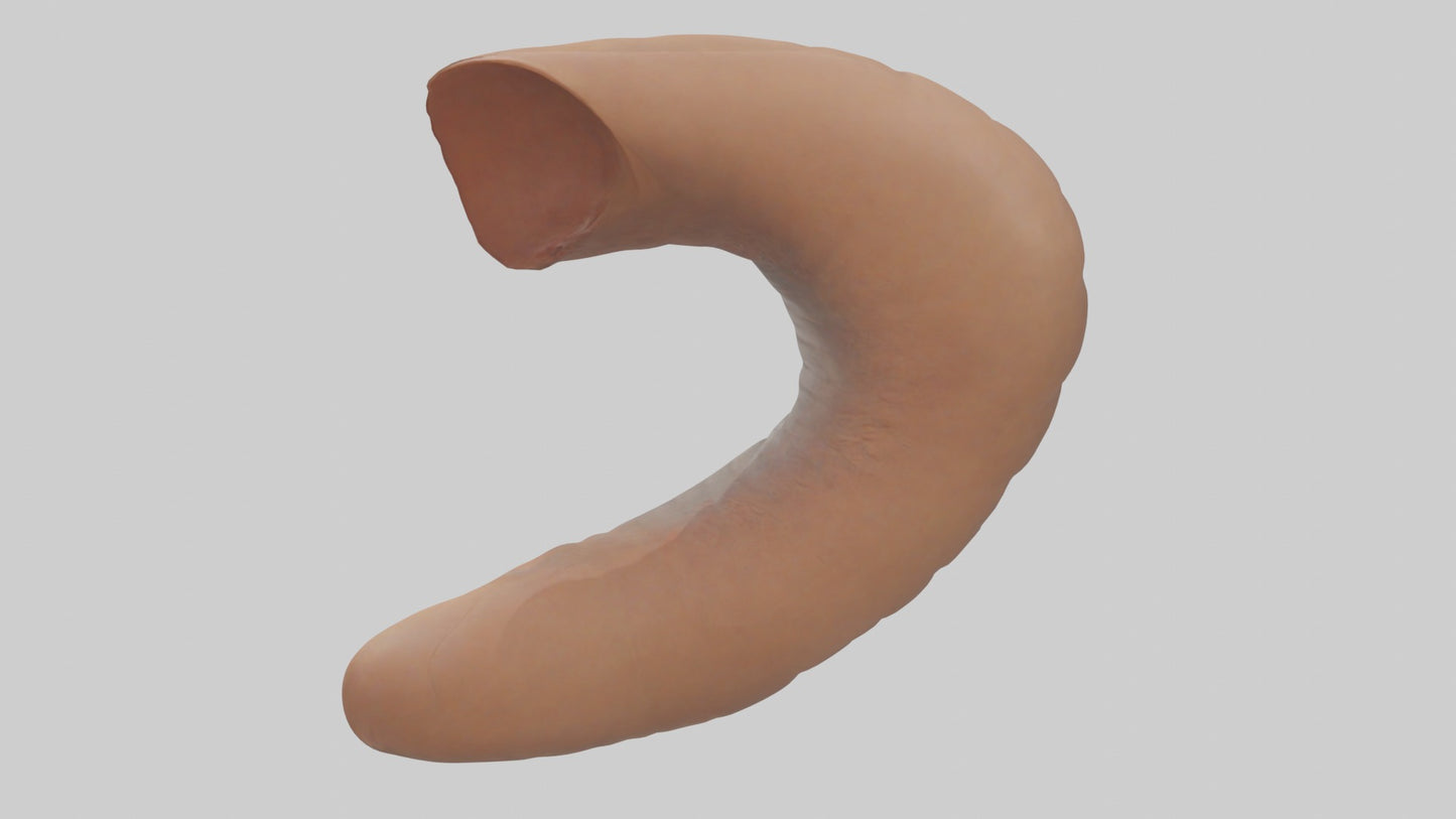 3D model Appendix Model 1 VR / AR / low-poly