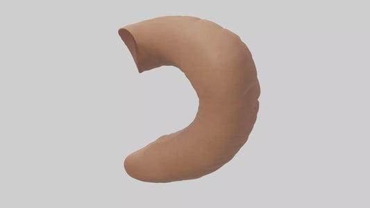 3D model Appendix Model 1 VR / AR / low-poly