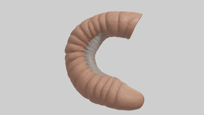 3D model Appendix Model 1 VR / AR / low-poly