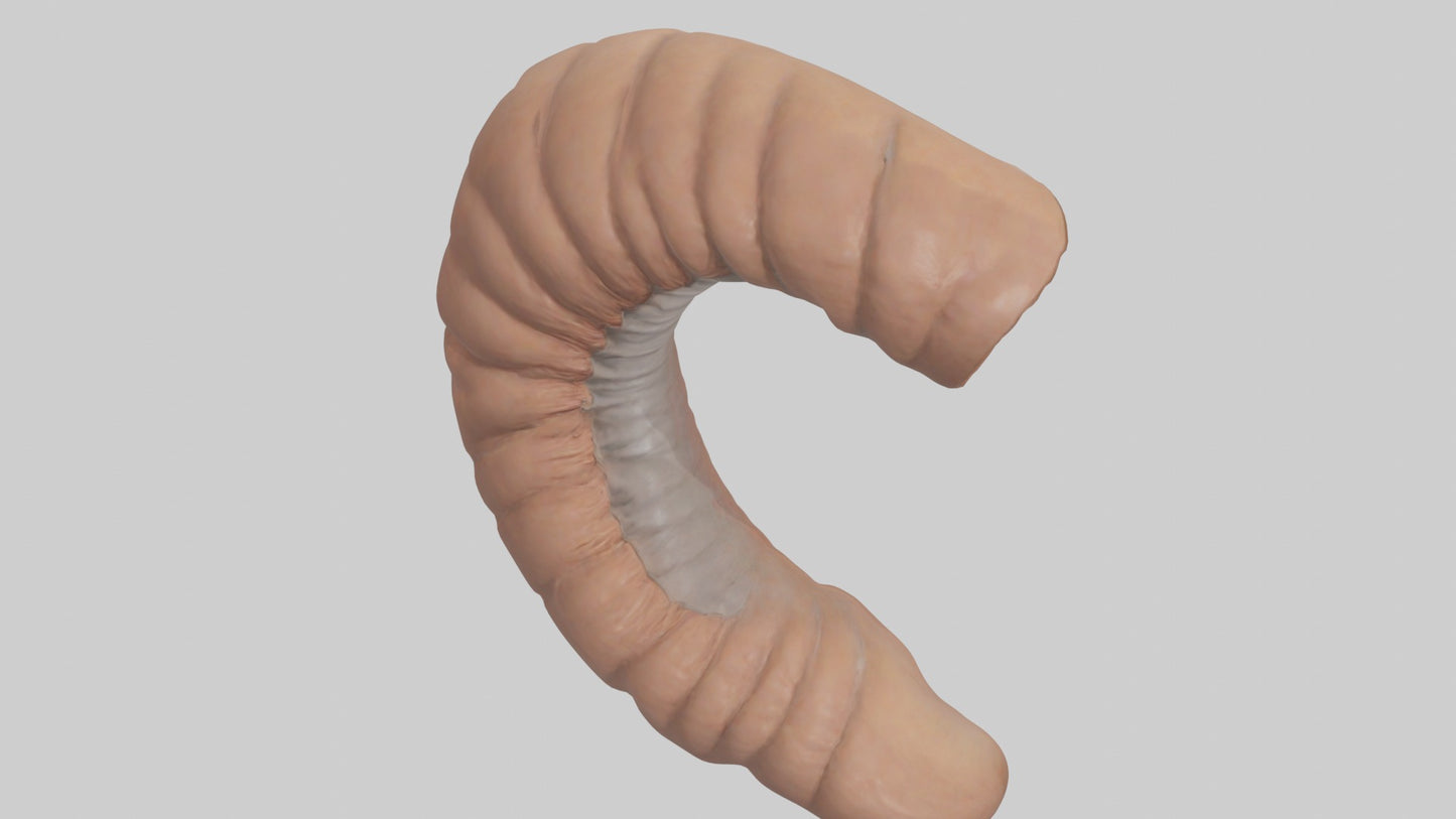 3D model Appendix Model 1 VR / AR / low-poly