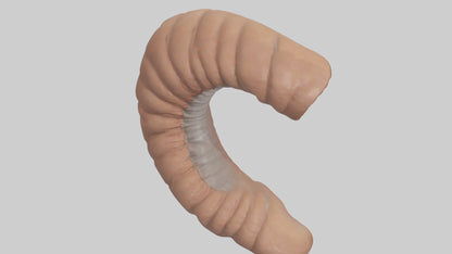 3D model Appendix Model 1 VR / AR / low-poly