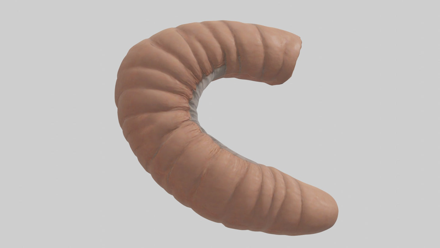 3D model Appendix Model 1 VR / AR / low-poly