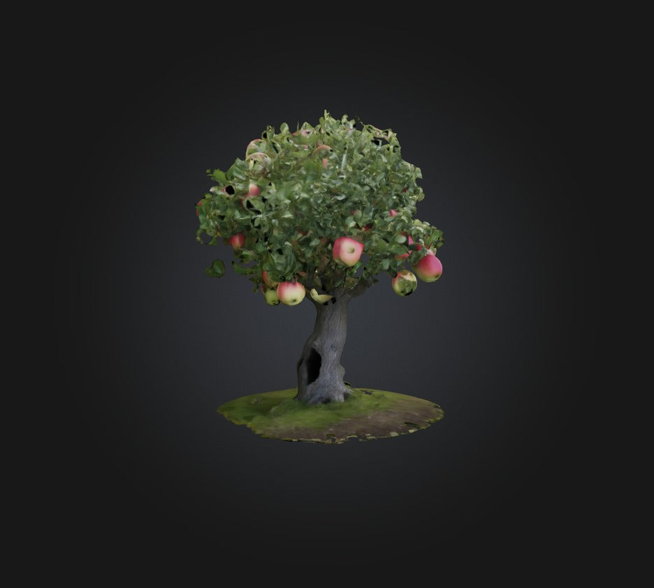 3D model Apple Tree 2 VR / AR / low-poly