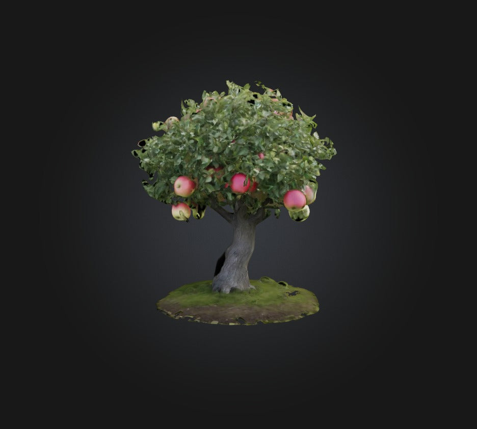 3D model Apple Tree 2 VR / AR / low-poly