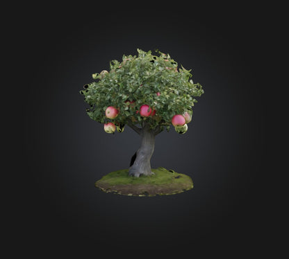 3D model Apple Tree 2 VR / AR / low-poly