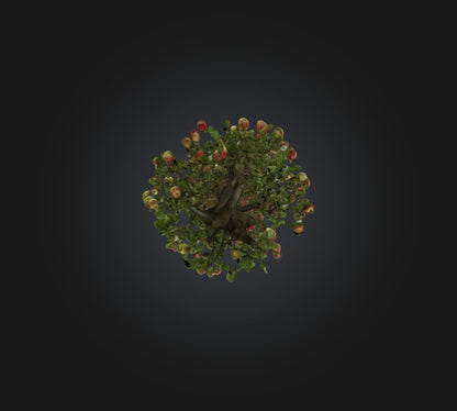 3D model Apple Tree VR / AR / low-poly