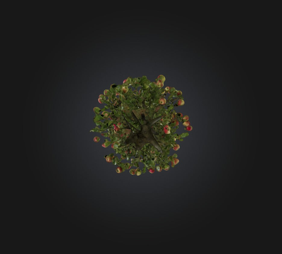 3D model Apple Tree VR / AR / low-poly