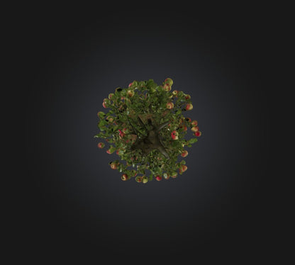 3D model Apple Tree VR / AR / low-poly