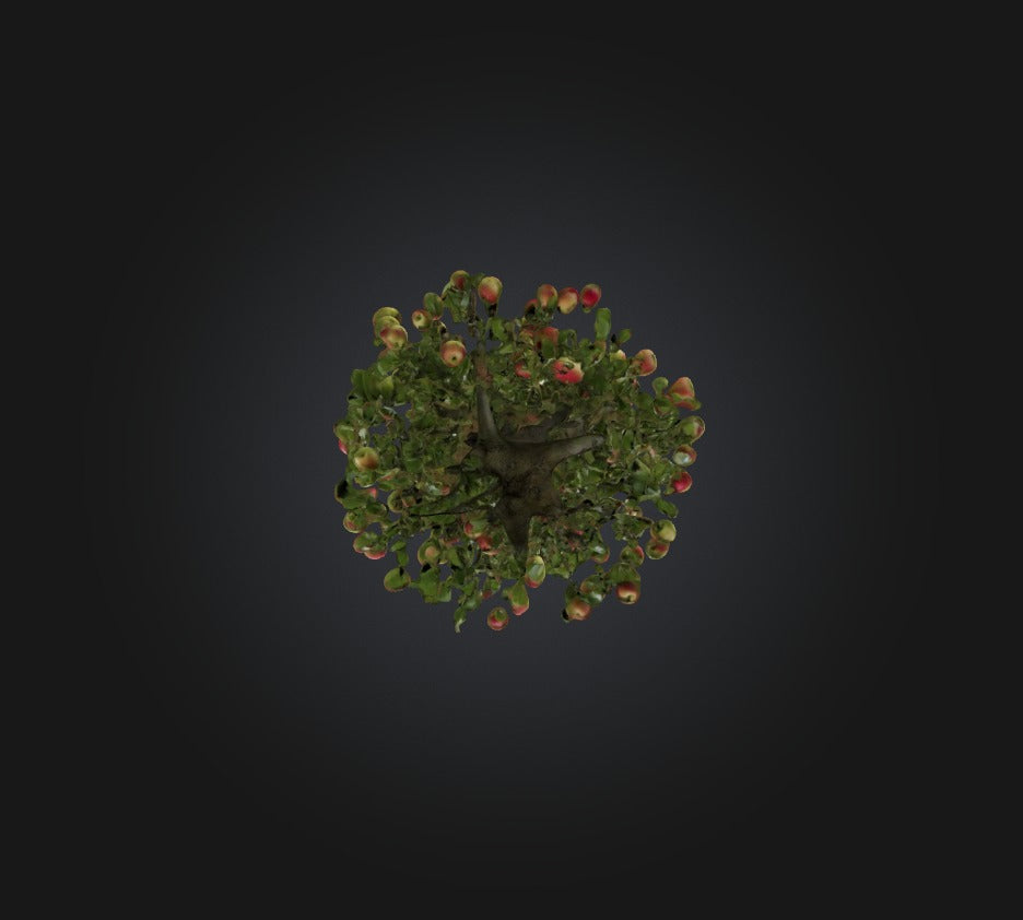 3D model Apple Tree VR / AR / low-poly