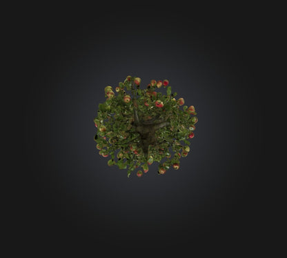 3D model Apple Tree VR / AR / low-poly
