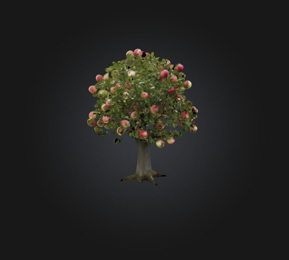 3D model Apple Tree VR / AR / low-poly
