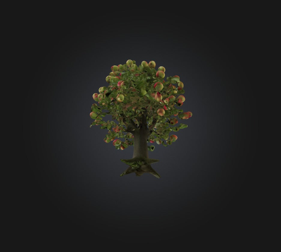 3D model Apple Tree VR / AR / low-poly