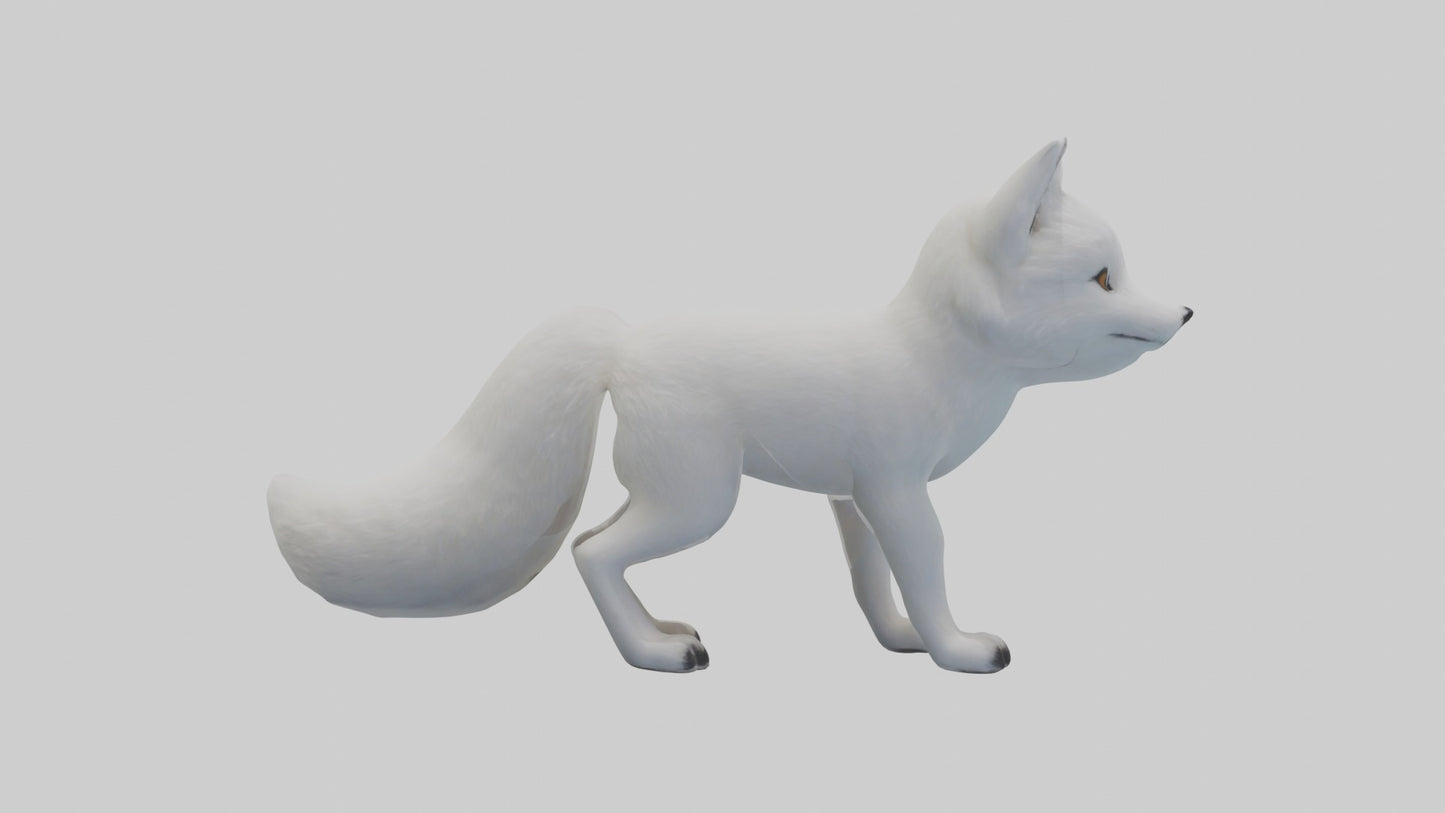 3D model Arctic Fox Model 1 VR / AR / low-poly